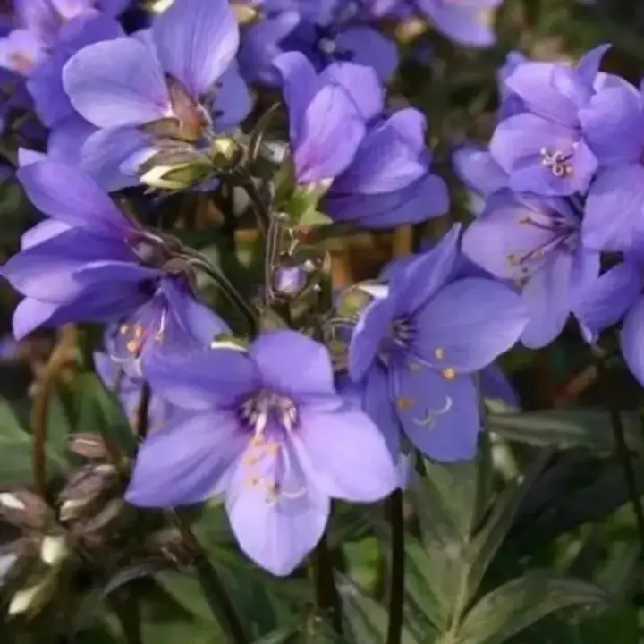Синюха иезонская Purple Rain Strain ( голубая валериана ), фото 3