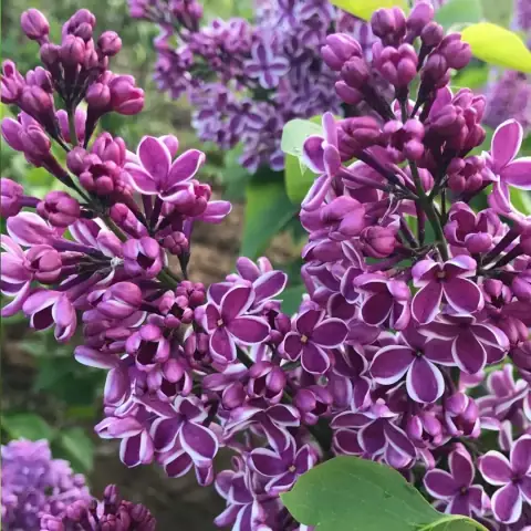 Сирень Сенсация Sensation саженцы