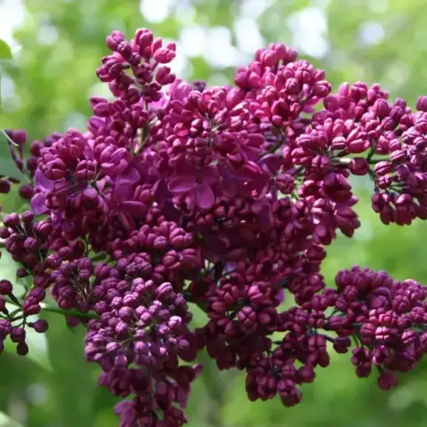 Сирень Знамя Ленина саженцы