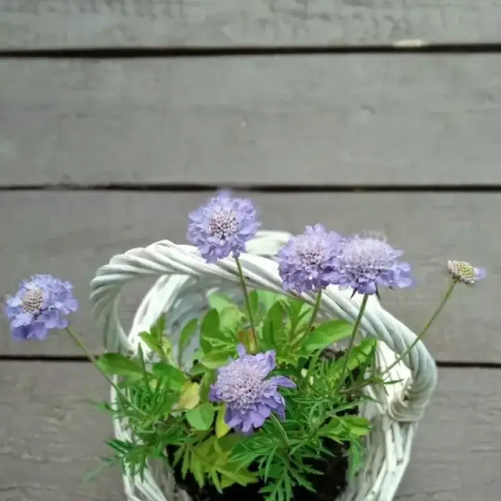 Скабиоза японская Ритц Блю сиренево-синяя, фото 3