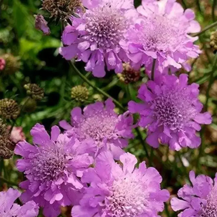 Скабиоза японская Ритц Роуз (Ritz Rose), фото 2