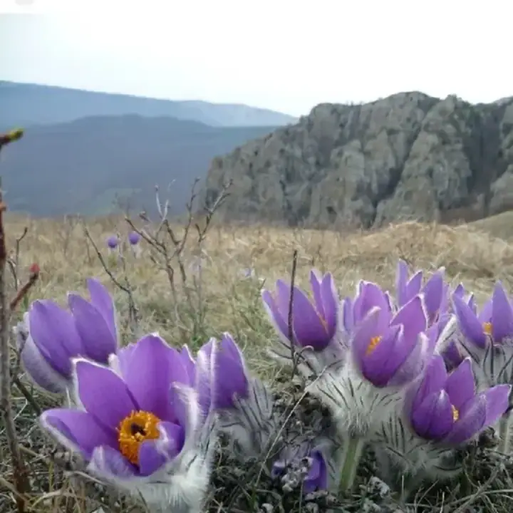 Сон-трава, прострел (пульсатилла) Весенняя Сенсация, смесь, фото 2