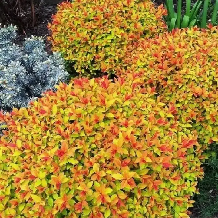 Спирея японская Голдфлейм "Goldflame", фото 2