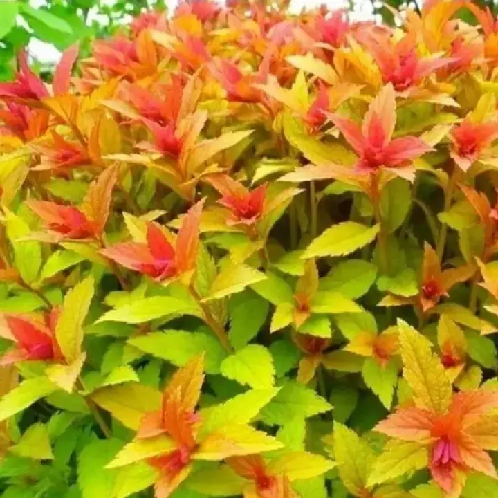 Спирея японская Голдфлейм "Goldflame", фото 3