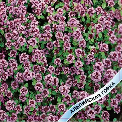 Тимьян ( чабрец ) ползучий Перпл "Purple"