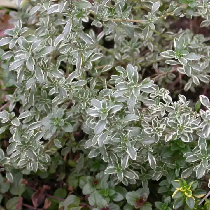 Тимьян (чабрец) Сильвер Квин (Silver Queen)