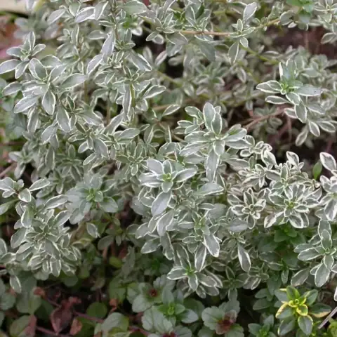 Тимьян (чабрец) Сильвер Квин (Silver Queen)