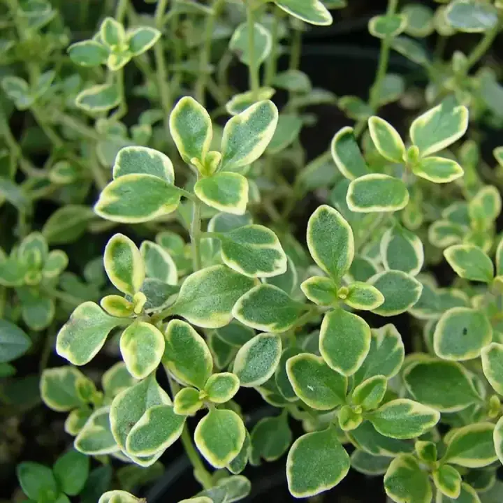 Тимьян лимоннопахнущий цитриодорус Thymus citriodorus
