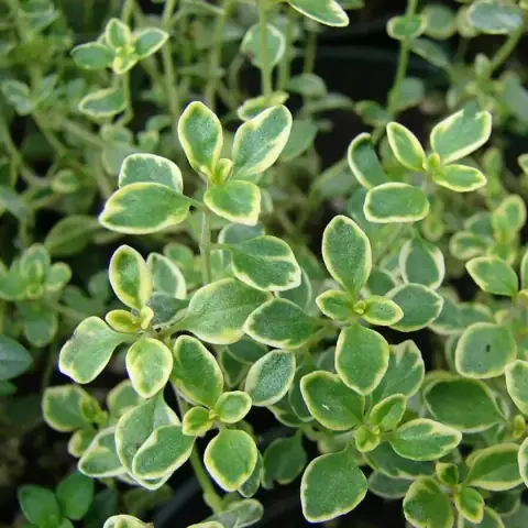 Тимьян лимоннопахнущий цитриодорус Thymus citriodorus
