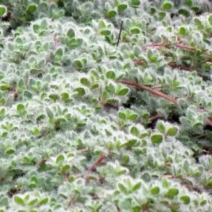 Тимьян ложнопушистый Woolly (Вулли), фото 3