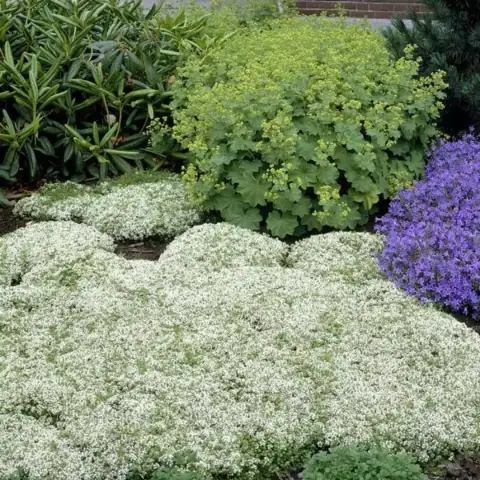 Тимьян ранний Albiflorus Альбифорус белый