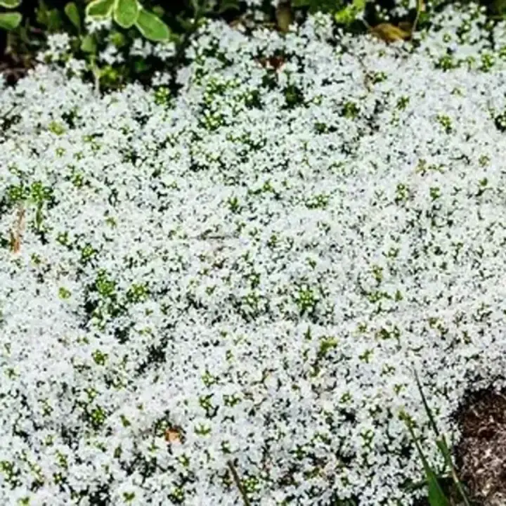 Тимьян ранний Albiflorus Альбифорус белый, фото 3
