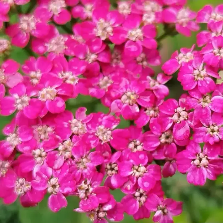 Тысячелистник Cerise Queen, малиновый, фото 2