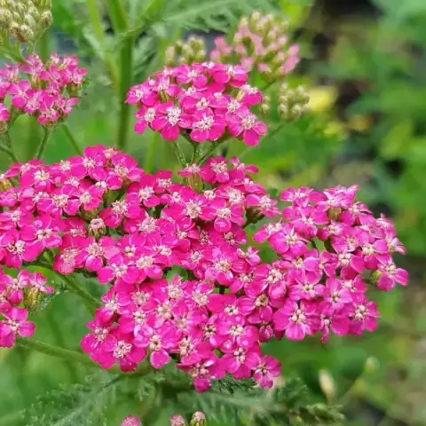 Тысячелистник Cerise Queen, малиновый