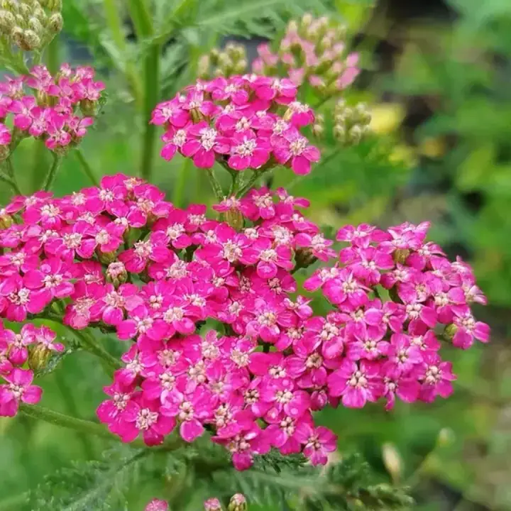 Тысячелистник Cerise Queen, малиновый