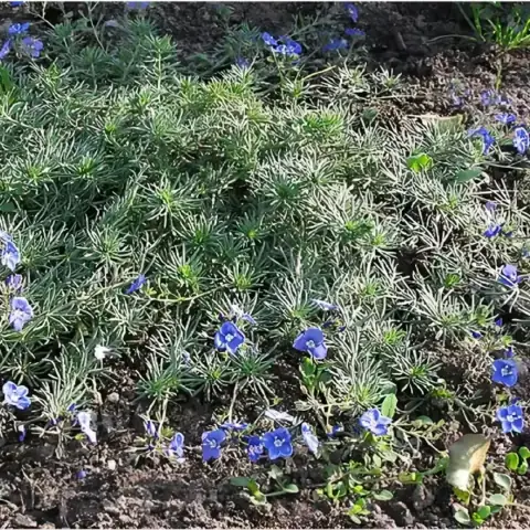 Вероника армянская