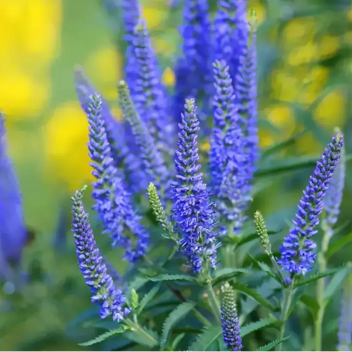 Вероника длиннолистная (Veronica longifolia ), фото 2