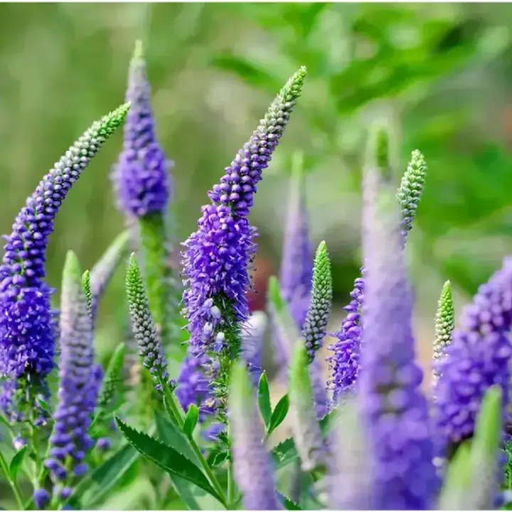 Вероника длиннолистная (Veronica longifolia ), фото 3