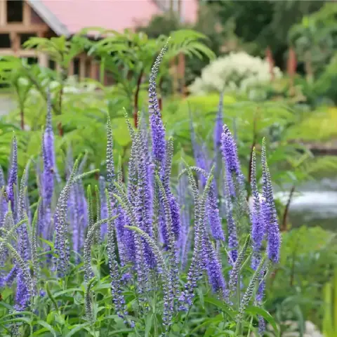 Вероника длиннолистная (Veronica longifolia )