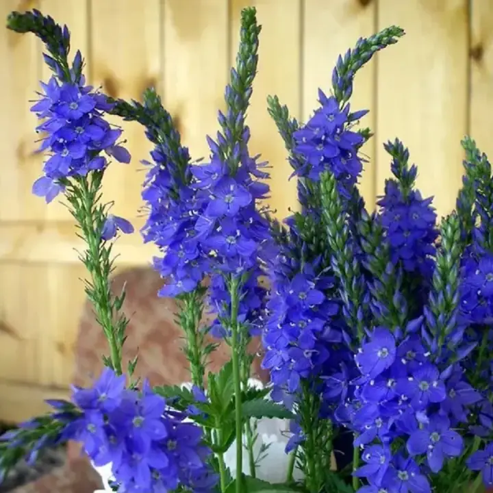 Вероника дубравная Royal Blue, фото 3