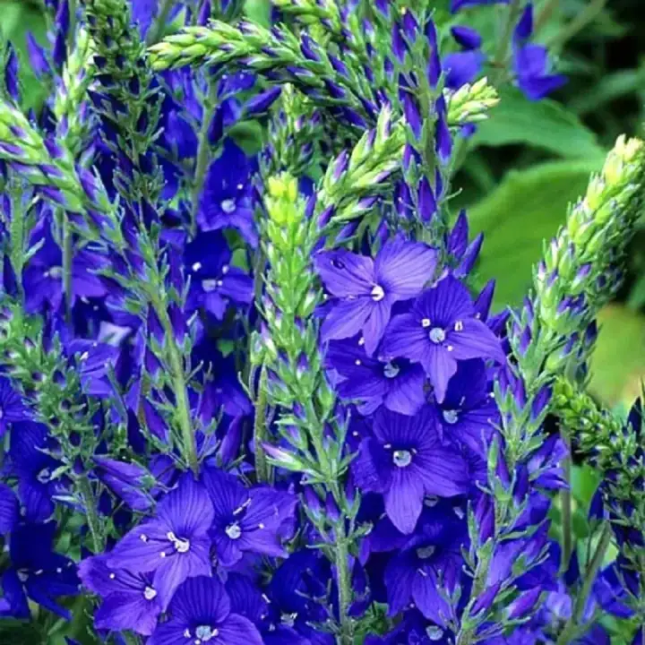 Вероника дубравная Royal Blue, фото 2