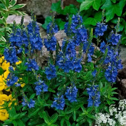 Вероника дубравная Royal Blue