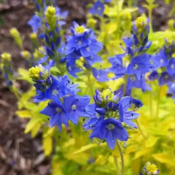 Вероника простёртая Aztec Gold, фото 2