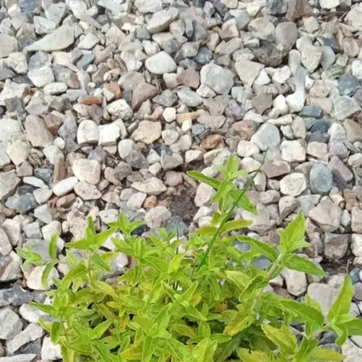 Вероника простёртая Aztec Gold, фото 3