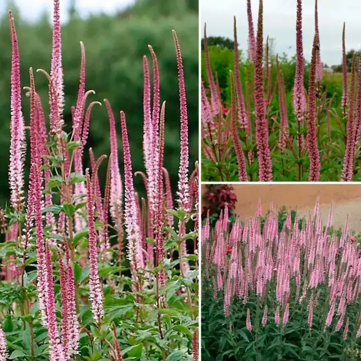 Вероникаструм виргинский микс окрасок