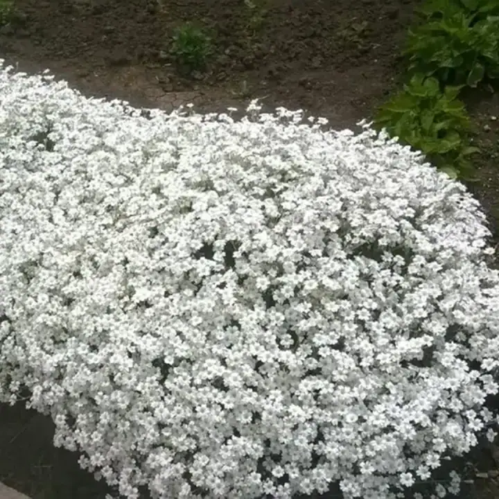 Ясколка войлочная Silver White   Серебряный ковер, фото 3