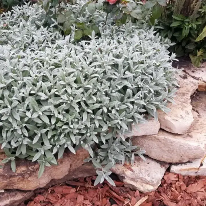 Ясколка войлочная Silver White   Серебряный ковер, фото 2