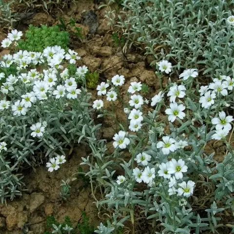 Ясколка войлочная Silver White Серебряный ковер