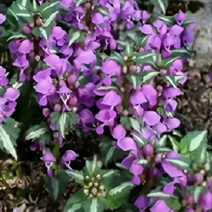 Яснотка крапчатая, фото 3