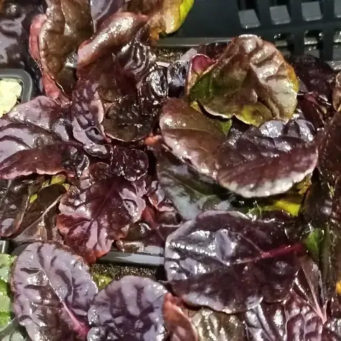Живучка ползучая Блэк Скэллоп (Black Scallop)