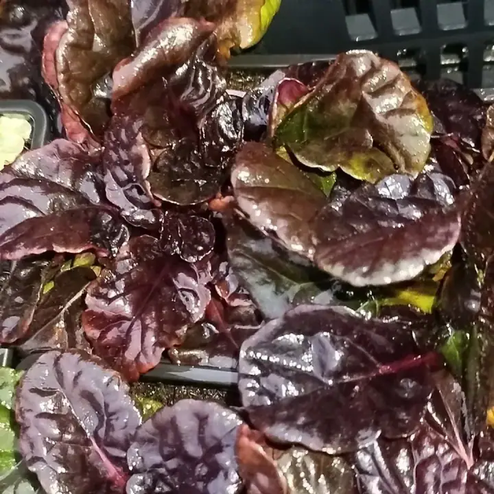 Живучка ползучая Блэк Скэллоп (Black Scallop)