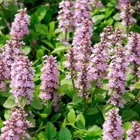 Живучка розовая